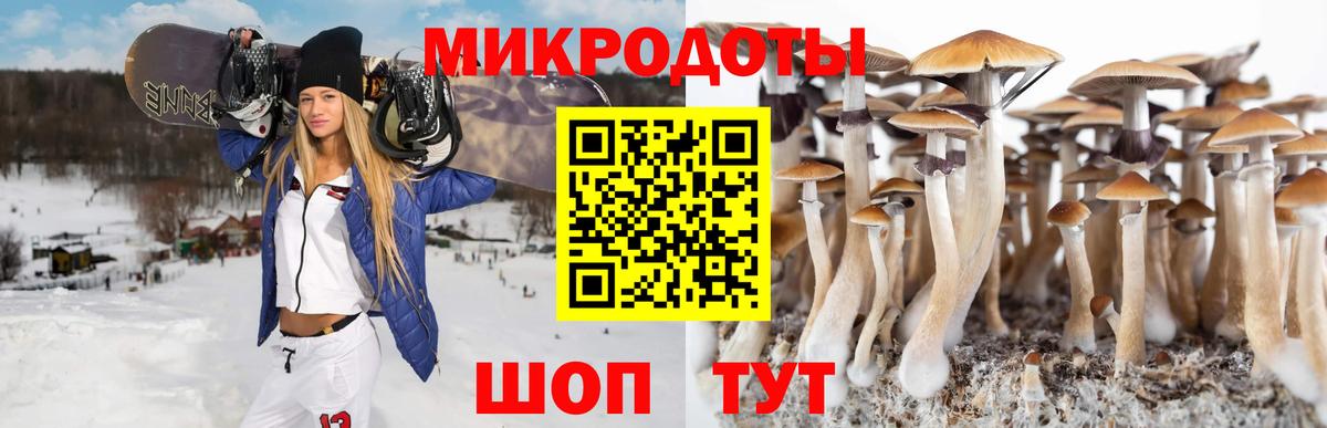 Галлюциногенные грибы Psilocybe Сергиев Посад
